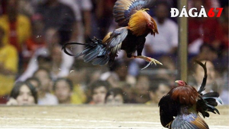 Gà đá cựa dao có những loại cựa phổ biến nào