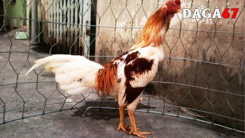 Giá trị gà ngũ sắc chân màu trắng ra sao?