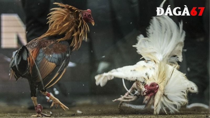 Quy tắc cơ bản trong đá gà cựa dao