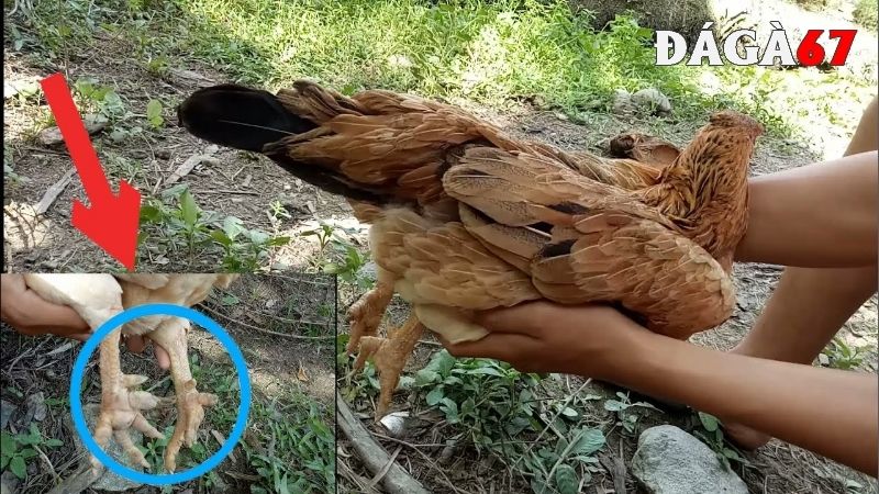 Sự thật gà mái cựa tốt hay xấu