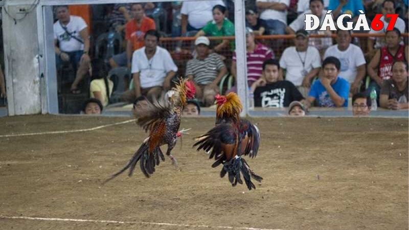 Theo dõi đá gà bình luận hấp dẫn