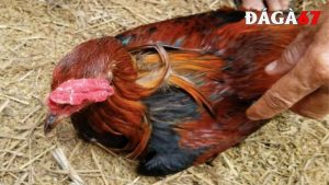 Gà chọi bị yếu chân