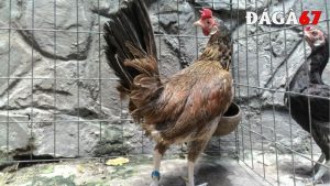 Gà mái cựa tốt hay xấu