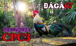 Full Clip Đá Gà Thomo Hôm Nay C3 Ngày 24/06/2025