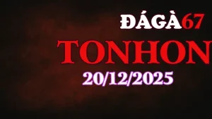 Đá Gà Tonhon Trực Tiếp Ngày 20122025 Xem Nhanh